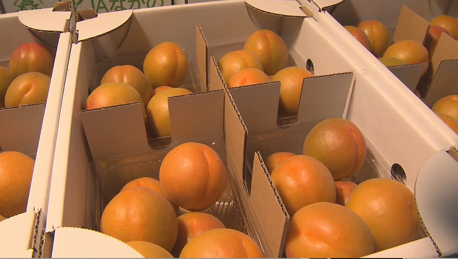 懐かしい甘酸っぱさ　「名所」でアンズの出荷始まる　今年は凍霜害も少なく豊作　生食にジャムに　出荷は7月下旬まで続く　