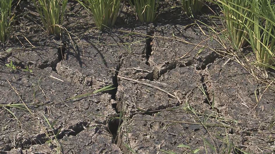 「最後に雨が降ったのは…」連日の猛暑と少雨に米農家は悲鳴　JAは自治体と協力して水の供給など対策