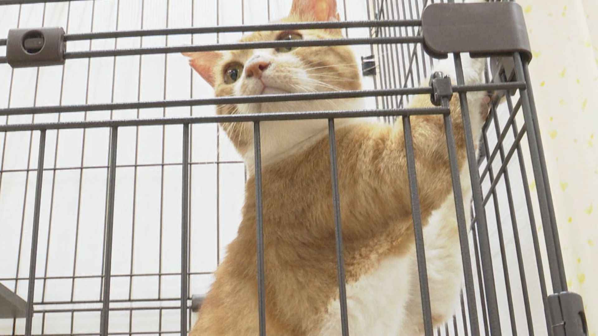 “多頭飼育崩壊”…保健所がネコ39匹保護　センターの業務ひっ迫…「救って」と譲渡会への参加呼びかけ　約160人が参加、多数の希望が