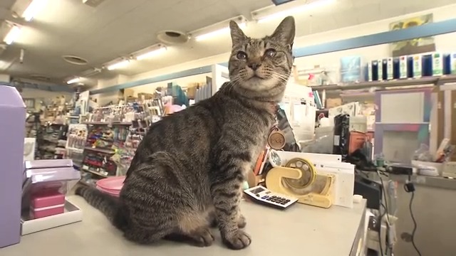 SNSで人気の看板猫2匹　老舗文具店の店長は野良猫だった「シマ子」13歳、保護猫だった見習い中の「シポ子」4歳　「癒される」と多くのファンが　まさに“招き猫”「いなくなったら店が傾いちゃう」