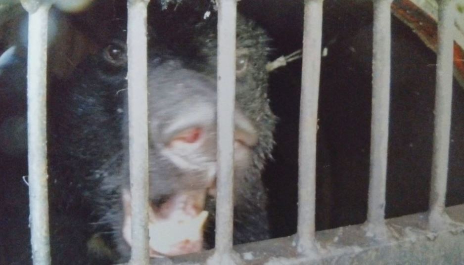 クマ1頭捕獲　体長は1.5m　シャインマスカットなど約120房が食い荒らされる被害あり設置したわなにかかる　長野県千曲市　