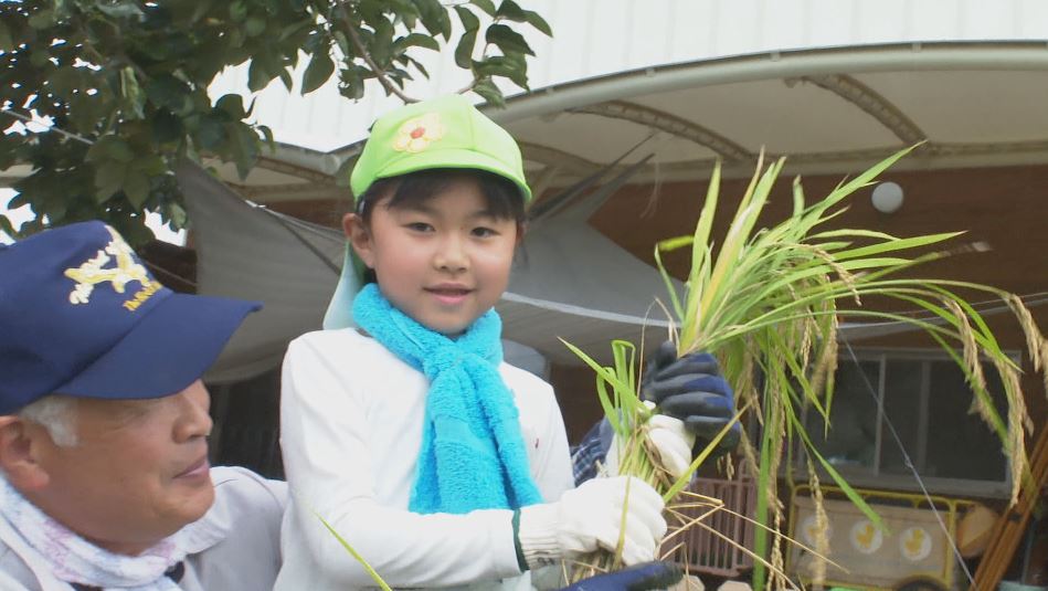 園児が稲刈りを体験　長野・安曇野市