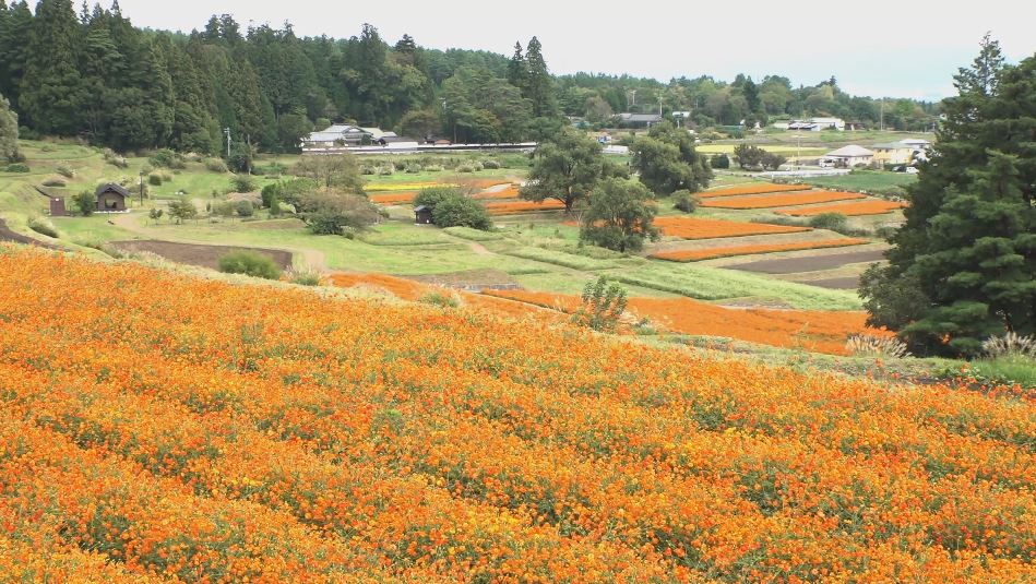 秋を告げる鮮やかなオレンジ色　キバナコスモスが見ごろ　80万本が咲きそろう　長野・安曇野市