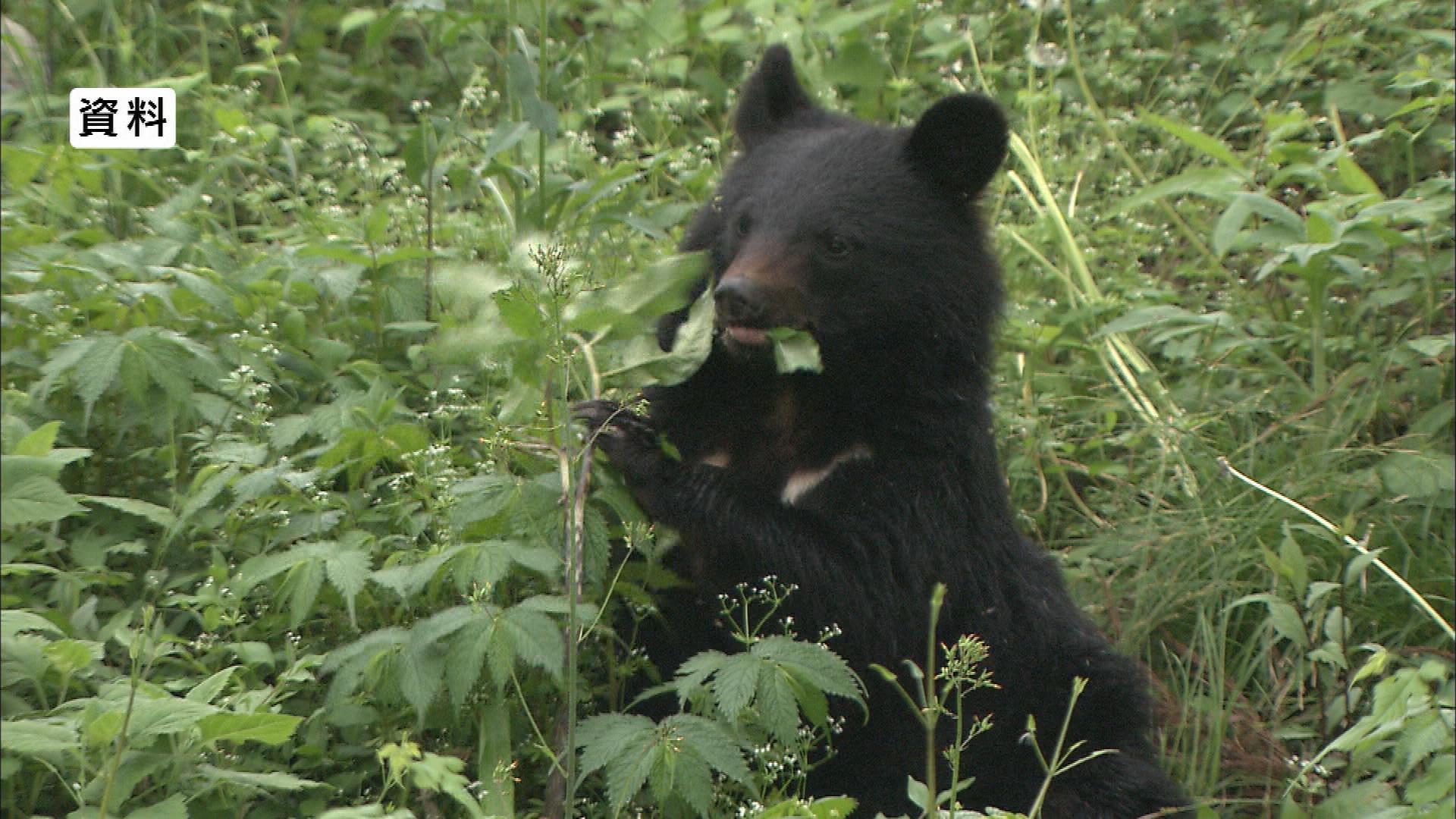 【クマ出没】「体長約50cmから1ｍの子グマ1頭を見た」　警察が付近をパトロールして警戒　長野市　