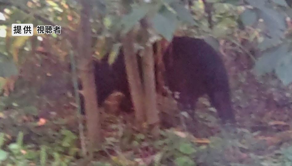 クマがうろうろ「また庭に来た、山に帰ったと思ったら」　爆竹を鳴らすと走り去る　体長約1ｍの成獣か　周辺で目撃相次ぐ