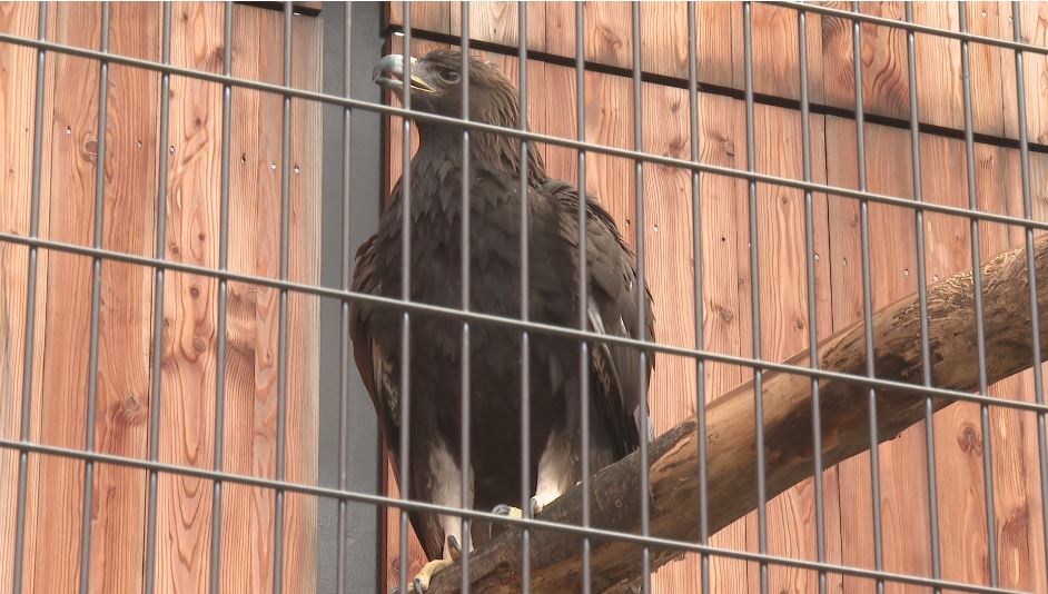 7年越しの繁殖に成功　二ホンイヌワシの子「竜胆」が独り立ち　「広い新獣舎でのびのび過ごして」長野・須坂市動物園