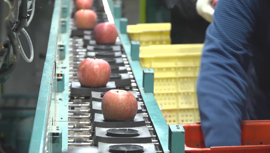 「サンふじ」初出荷　長野・安曇野市