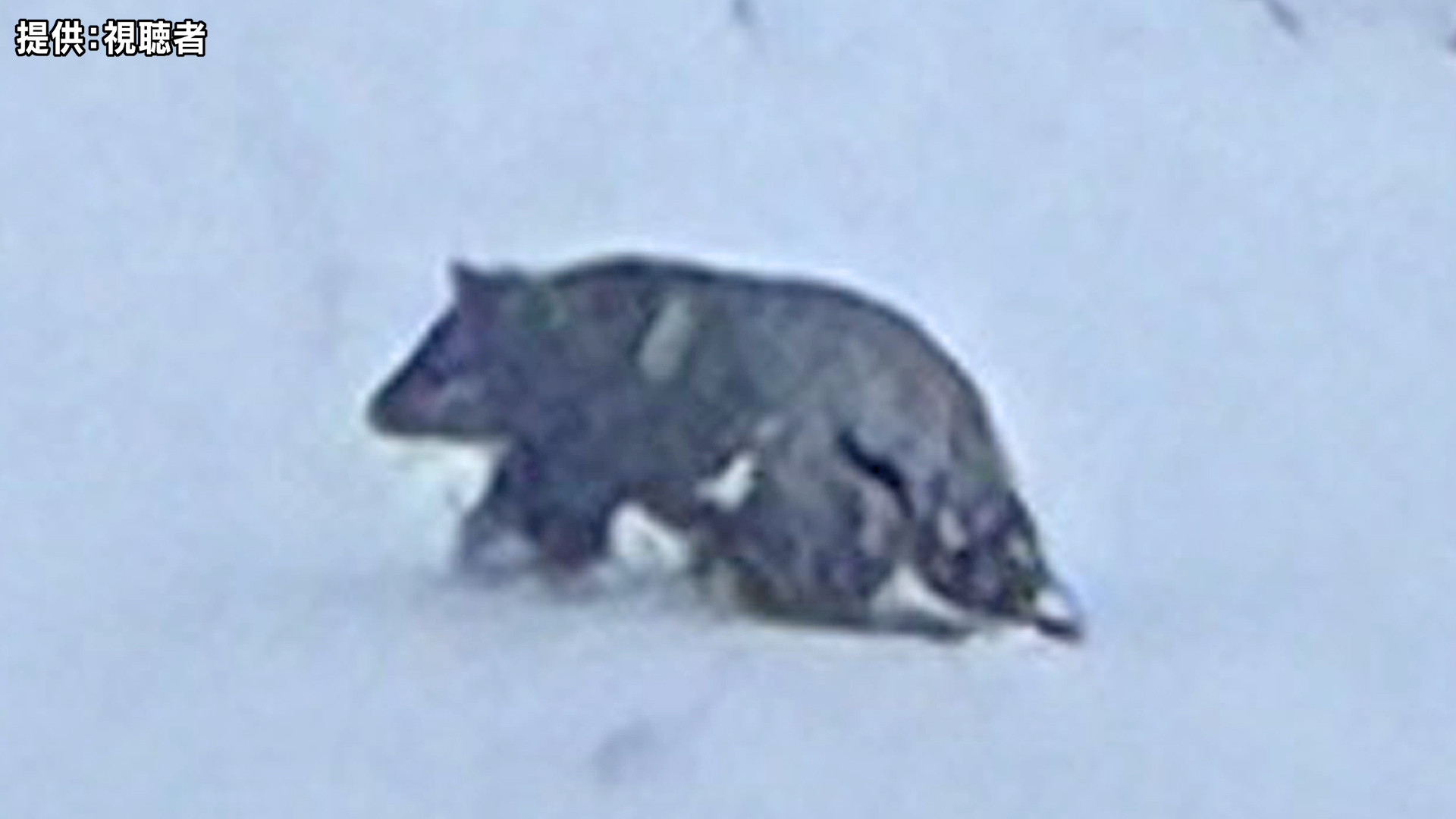 クマに温泉街で雪かき中に襲われ顔などにけが　12月に人の生活圏での人身被害は1997年以降初めて「冬眠していないクマに遭遇する可能性」　長野県の北信地域に「クマ出没注意報」