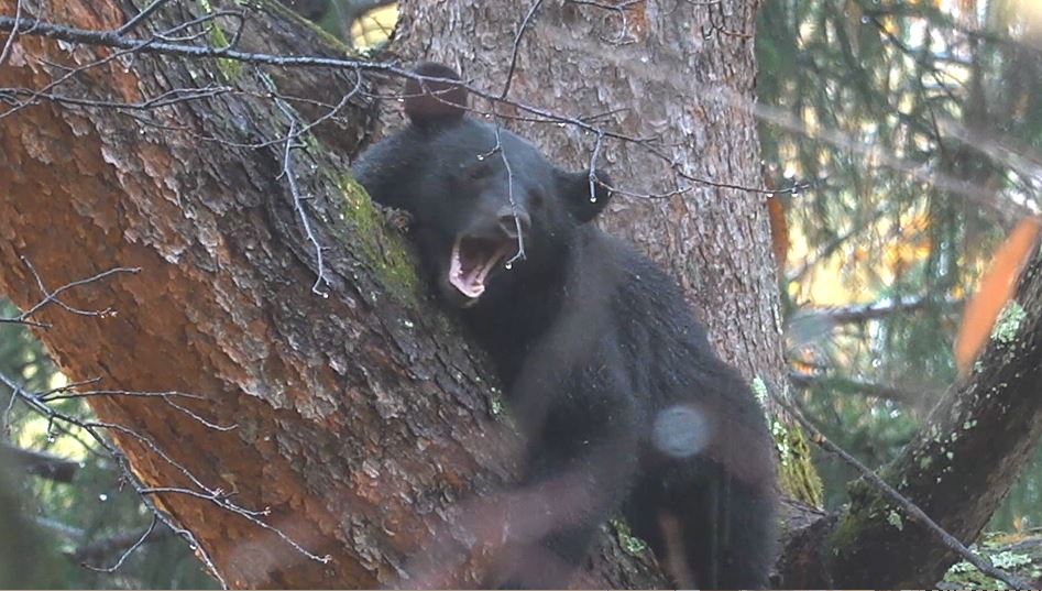 クマが柿の実を食べているのを市職員らが目撃「自宅近くにクマが」通報を受け駆けつけ発見　爆竹などで追い払い