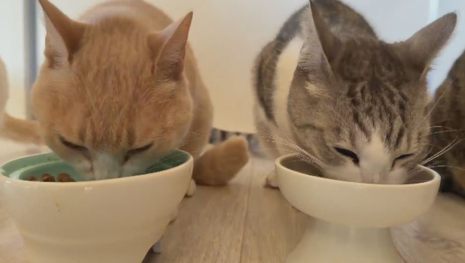 天皇ご一家に迎えられた保護猫の「美海（みみ）」　パリ五輪柔道金メダル・出口クリスタ選手を支える「4匹の保護猫」　一緒に過ごす“幸せな時間”が強さの源