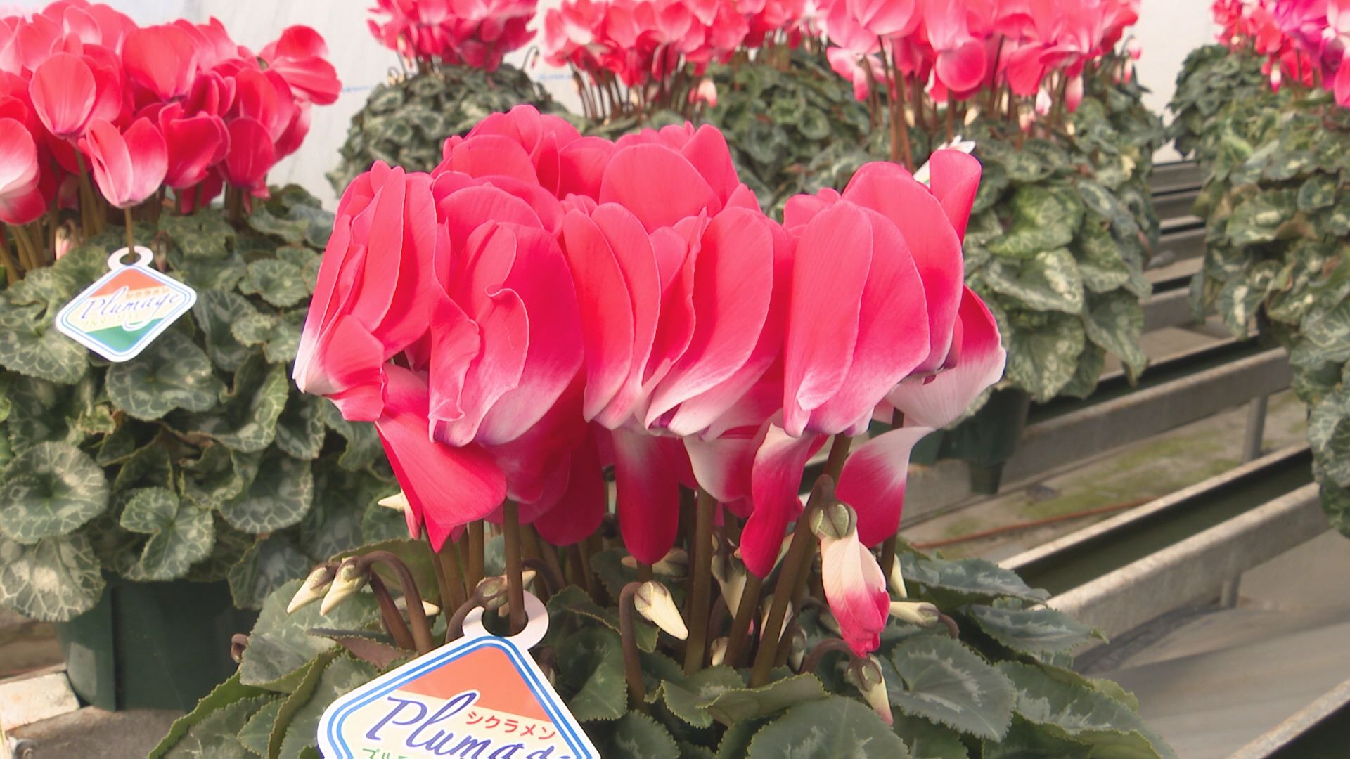 「見たことない、すごい色」シクラメン産地で出会った新品種　長野県は出荷量全国1位　年末にかけて出荷ピーク　こだわりと技術、挑戦を続ける生産者たち