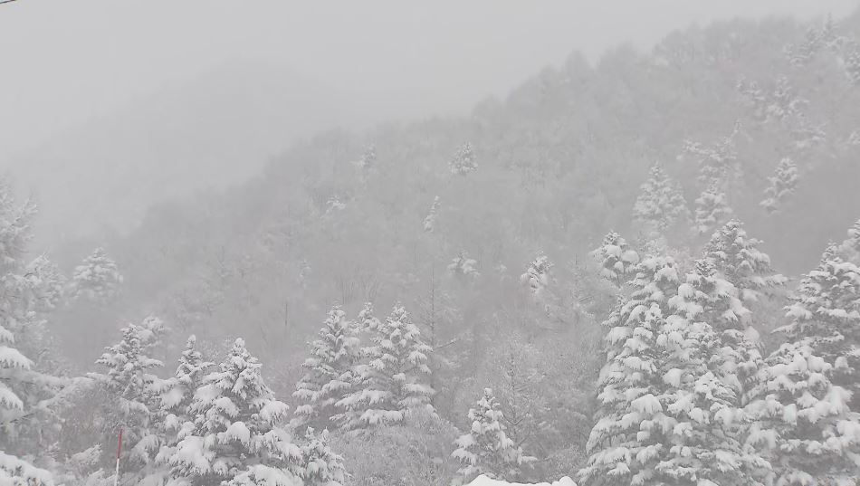 バックカントリーで外国籍の男性が行動不能　知人を通じて救助要請　一夜明け救助　けがなし　長野・高山村の山中でスノーボード中に遭難