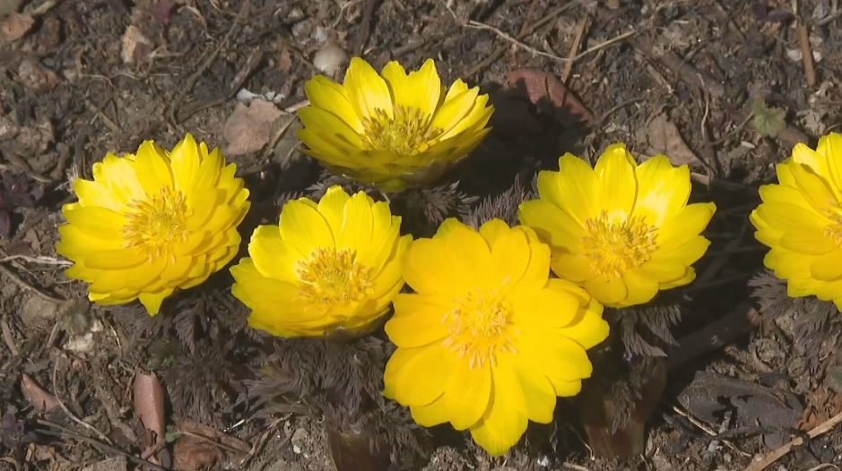 可憐な黄色のフクジュソウ見ごろ　「春が来た感じ」　2月中旬に満開に　2月4日の長野県内は3月並みの陽気　