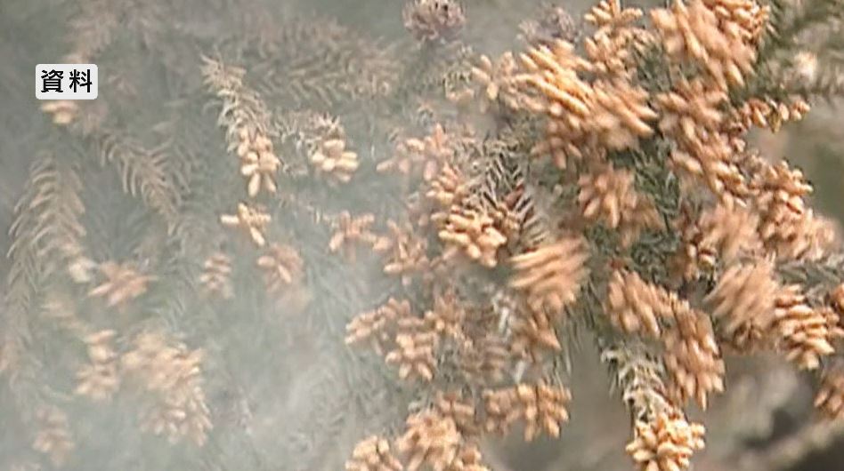 関東では「スギ花粉」飛散始まる　猛暑の影響で例年より多くなる見込み　長野県内でもまもなく…医師「早めの治療を」　最新の対策グッズも紹介