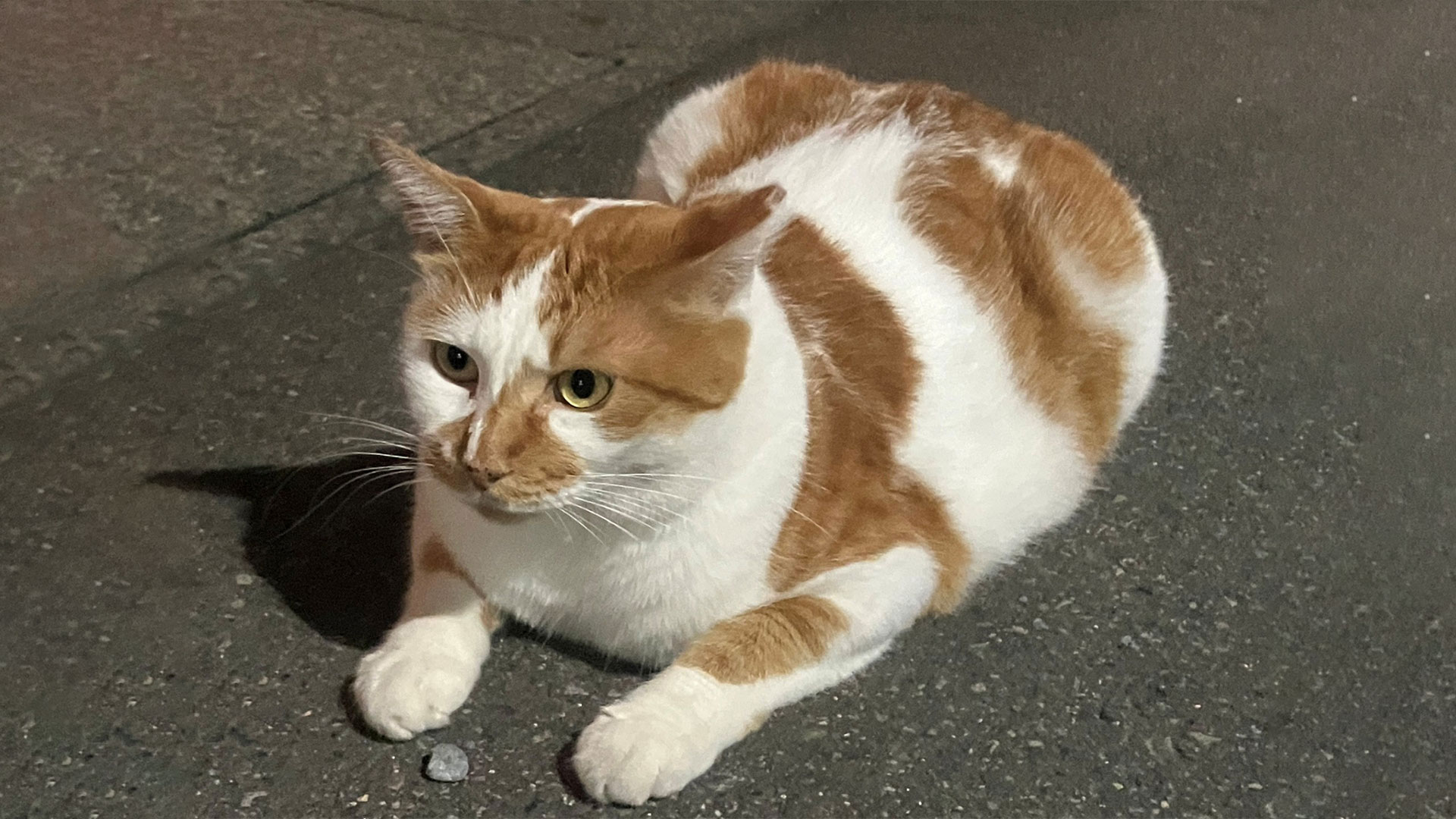 野良猫への餌やりは悪い？ゴミ箱あさり…トラブル防ぐには　保護猫4匹と暮らす柔道“金”出口クリスタさんが語る「地域猫」への思い　人と猫が共生するためのルールや不妊去勢手術の重要性　長野市で講座