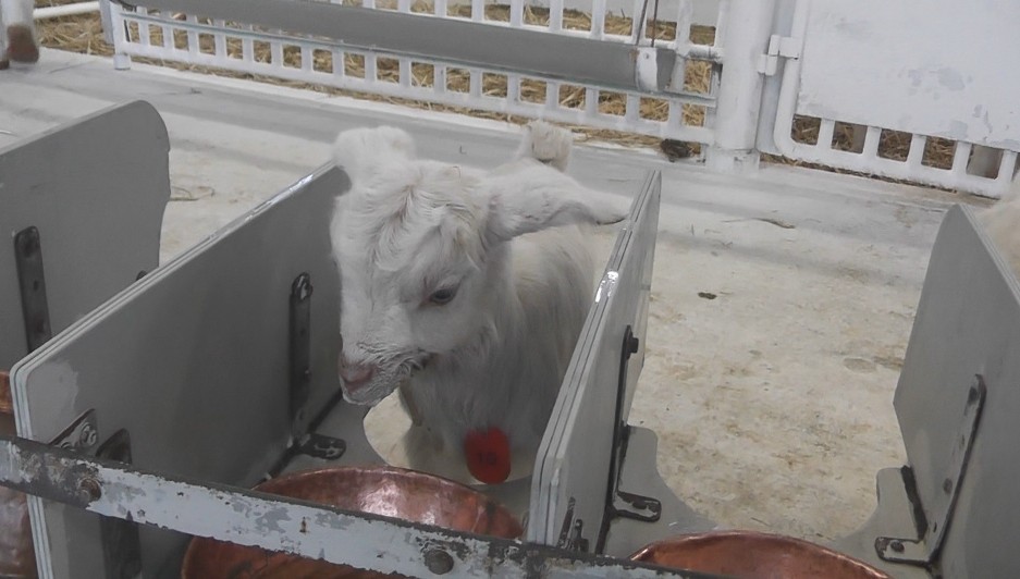 しっぽフリフリ！25頭の赤ちゃん「ヤギのベビーラッシュ」　元気いっぱい“ミルクのお時間”　70頭に増える予定