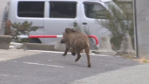 イノシシが住宅街を猛スピードで疾走　川に飛び込み泳ぎ対岸へ　小学校や県庁近くを走り回る　体長約80センチ　住民に注意呼びかけ　長野市　