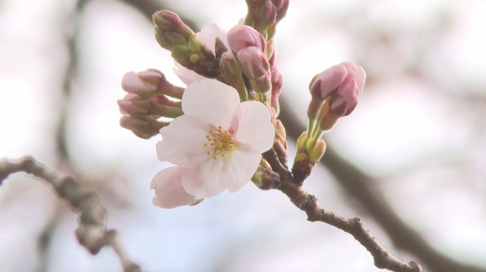 飯田市の大宮通りで「ソメイヨシノ開花」　平年より11日早く　各地4月並みの気温に　長野県