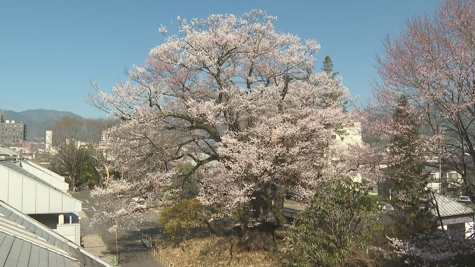 満開！“長姫のエドヒガン（安富桜）”　長野・飯田市で早くも桜が見ごろ　