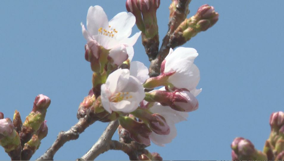 松本城でソメイヨシノが開花　平年より6日早く　上田城跡公園、高島公園でも「開花宣言」