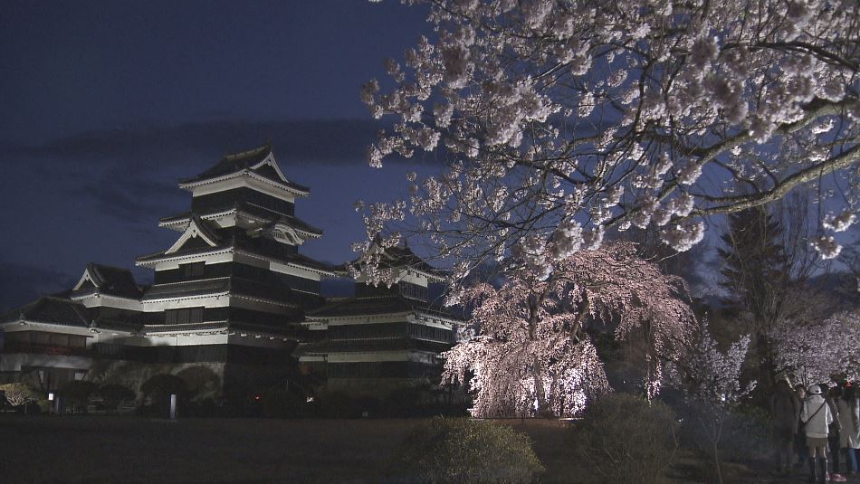 満開！松本城本丸庭園で「夜桜会」　300本ライトアップ　期間中は無料開放　長野・松本市