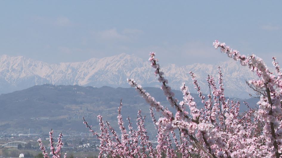 アンズが見ごろ　北アルプスをバックに咲き誇る花　長野市松代町
