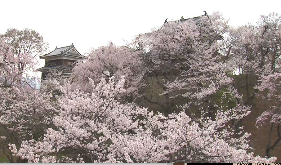  城跡を彩る桜が満開　「上田城千本桜まつり」開幕　夜はライトアップも　4日午後は全県で雨の予想　