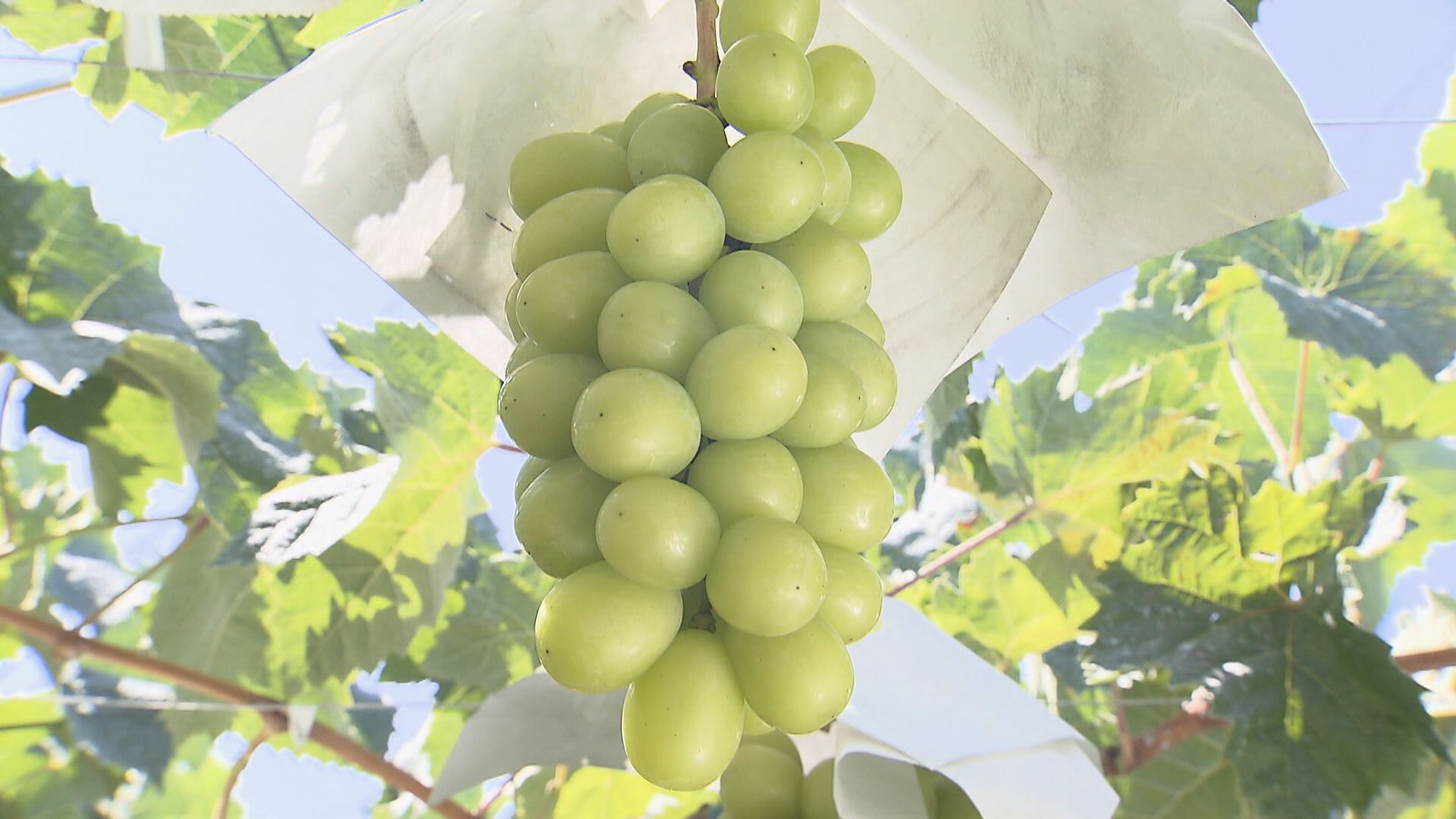 仕入れ担当の業者に須坂市が2億5400万円の支払いを求める裁判　ふるさと納税返礼品“産地偽装”　被告側は全面的に争う姿勢　