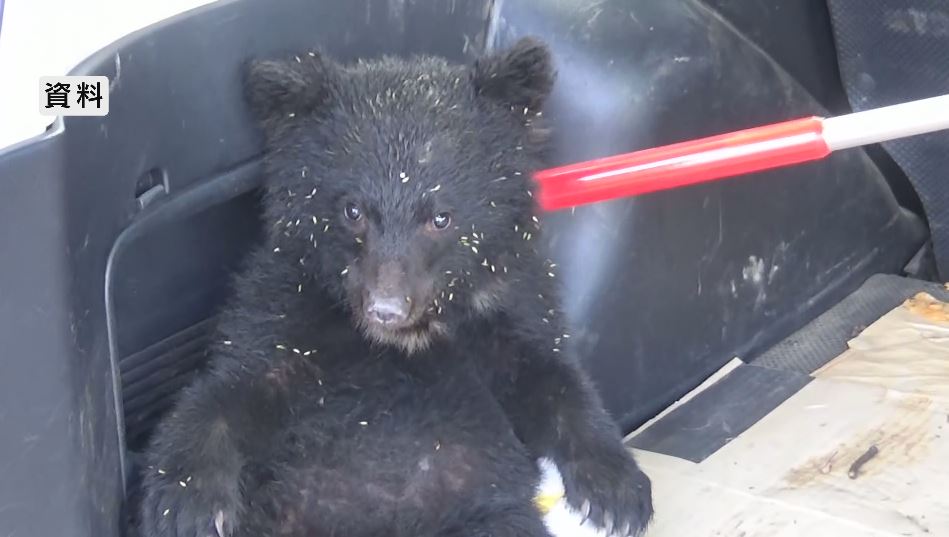 子グマが線路の近くに　付近には小学校　列車の運転士が目撃　警察が住民に注意呼びかけ　長野・白馬村