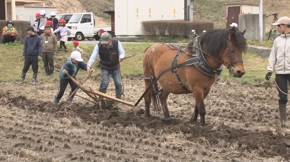 木曽馬「若菜」が協力　「トラクターみたい」馬の力で田を耕す『馬耕』を小学生が体験　長野・木曽町