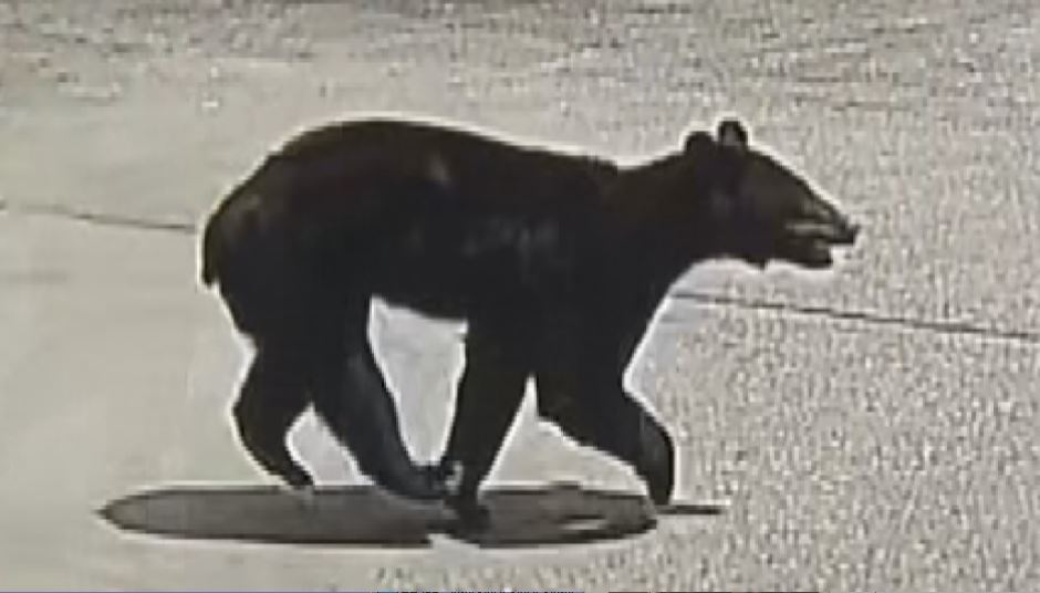 クマが小学校の通学路に出没　道路を横切り、走っていく姿が防犯カメラに　住宅や店舗が立ち並ぶ市街地で目撃相次ぐ　警察などが周辺を警戒　長野・千曲市