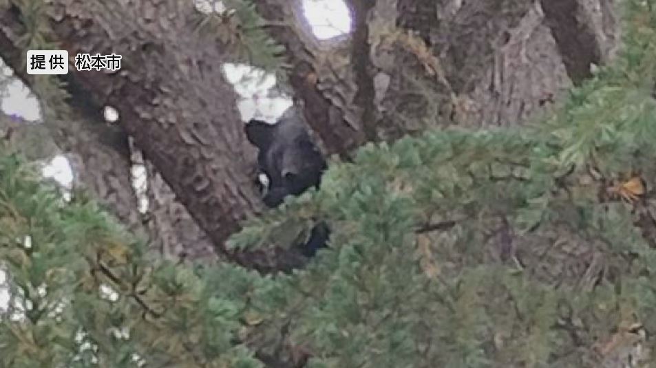 「クマが目の前にいるなんて」　防犯カメラに人と鉢合わせる姿　「結構大きくて、太ってた」　その後公園の木の上に居座り麻酔銃で捕獲、駆除　体重70キロのオスの成獣　長野・松本市