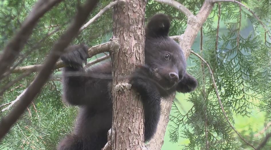 子グマが木の上に居座る　警戒続けるも「下りる様子なし」　子グマ2頭を目撃、1頭は山の方へ　危険性は低いと判断し態勢縮小　長野県内でクマの目撃相次ぐ　長野・朝日村