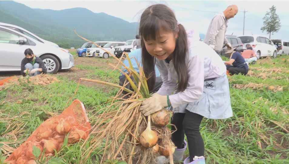 新玉ねぎ10キロ1500円「安曇野玉ねぎ祭り」にぎわう　袋いっぱいに詰め込んで持ち帰る　長野県・安曇野市14会場で実施