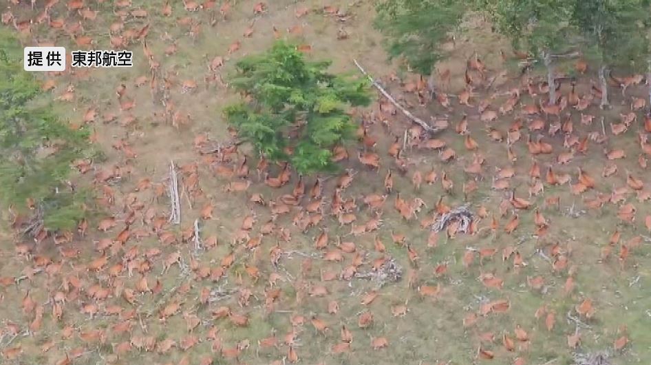 地面を覆い尽くすシカの大群「数百頭」　長野県内で急増…約10年で推定約7万頭増える　生態系や山の保水力への悪影響を懸念　南アルプスで撮影