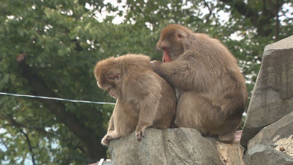 入園無料！開園65年の動物園　「老朽化」で穴、塗装がはがれ…飼育員が補修も「限界がある」　初めて“サポーター”を募集　寄付金は施設整備に、限定イベントなど特典も　「動物と客の距離が近い動物園」を未来に