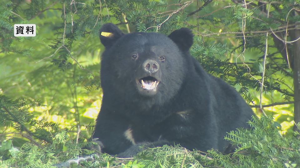 「クマと5分ほど格闘した」キノコ採りの61歳男性　顔や全身に傷負い自力下山　クマは大型犬ほどの大きさ　現場付近に「罠」と「クマ注意」の看板設置