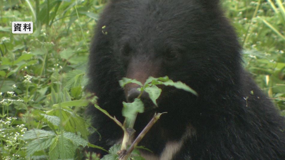 「クマが飼い犬に覆いかぶさっていた」　住宅の庭にいた犬をクマが襲う　飼い主の男性が金属バットで殴って撃退　市や警察が注意呼びかける【長野・塩尻市】　