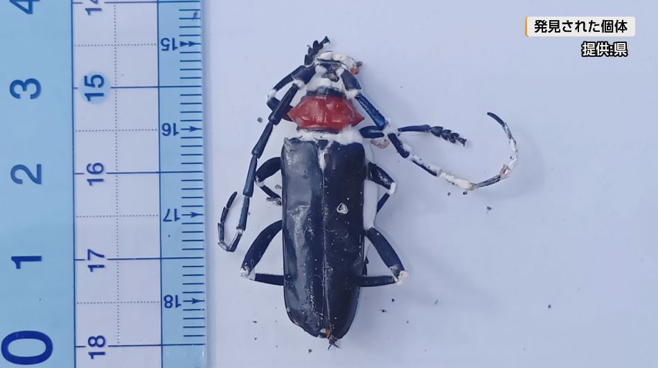 外来カミキリ「クビアカ」辰野町でも初確認　住宅街で成虫1体の死骸　 発見場所から半径3キロを「緊急防除エリア」に指定　長野